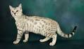 Silver & Brown Spotted Bengal Kittens For Sale - Texas ...