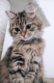 If You Happy And You Know It Say Meow These Cute Cats Will Make You Happy Cats Are Fascinating Friends Cutecats Kittens Cutest Cute Cats Cute Cats And Kittens