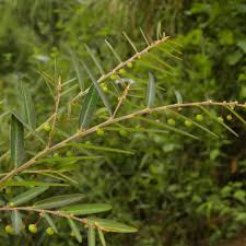 Image result for Phyllanthus inflatus