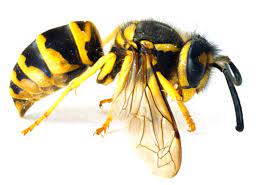 Meats and sweets often attract these pests to grills and patio dining areas. How To Kill Get Rid Yellow Jacket Nest Yellow Jacket Control