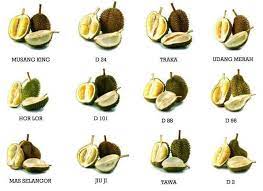 Selain musang king ada juga durian lain seperti itulah kesepuluh tempat makan durian di negeri jiran malaysia yang wajib untuk kamu kunjungi. Ada 200 Jenis Durian Di Malaysia Durian Mana Yang Dah Pernah Rasa Libur
