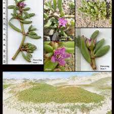 Image result for Aizoaceae