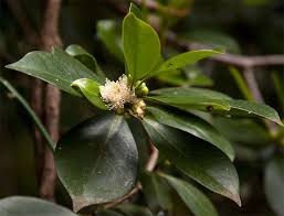 Image result for Psidium cattleianum