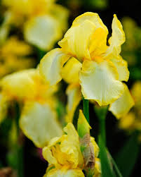 Native to tropical east africa, they prefer bright but indirect light. Growing Irises The Ultimate Guide Sa Garden And Home
