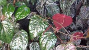 Daun sirih cina atau ketumpang air, yang biasanya dianggap sebagai gulma atau tanaman liar ternyata. Manfaat Daun Sirih Merah Untuk Kesehatan Mengobati Diabetes Sampai Radang Mata