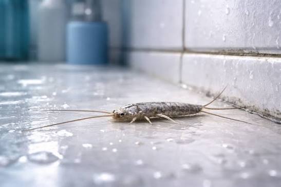 Silverfish in Summer: Why They Appear More Often Now – Kaeferling Pro
