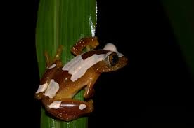 Image result for Afrosolen setifolius