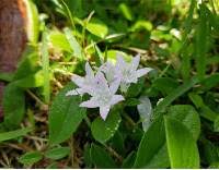 Image result for Sabicea bequaertii