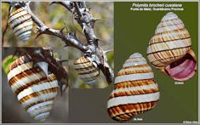 Image result for Polymixis polymita