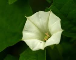 Image result for Datura ferox