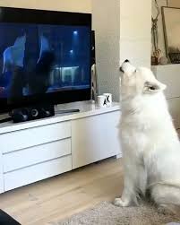 Sussestes Video Dieses Hundes Dieses Hundes Sussestes Video Cute Baby Animals Funny Animals Cute Dogs
