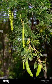 Image result for Acacia sieberiana