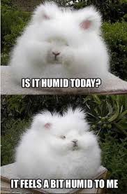 But So Is Humidity In General Funny Cute Funny Animals Cute Animals