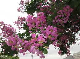 「サルスベリ 。画像。」の画像検索結果