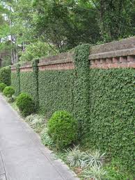Plants can be large and vigorous or neat and compact, some are evergreen retaining their foliage all year, while others are deciduous and lose their leaves over winter. Creeping Fig Covers Wall Wall Climbing Plants Garden Landscape Design Ivy Wall