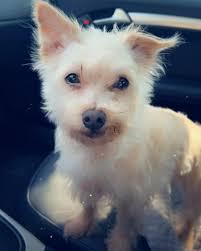 Lost Dog Bear in Fresno Area