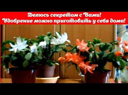 горшечные растения комнатные цветы фото и названия и уход за ними Posle Etogo Udobreniya Moj Dekabrist Pyshno Cvetyot Delyus Sekretom Udobrenie Mozhno Prigotovit Doma Youtube Ulichnye Rasteniya Cveta Doma Rasteniya