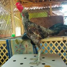 Gambar ayam ninja hd download now jenis jenis ayam petarung trah ninj. Jual Ayam Birma Di Kabupaten Bandung Harga Terbaru 2021