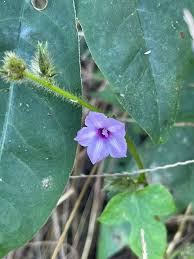 Image result for Ipomoea dichroa