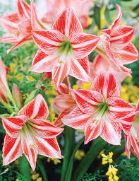 Image result for Hippeastrum