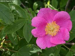 Photos And Information About Minnesota Flora Prickly Wild Rose Flowering Shrub 2 To 3 Inch Flowers With 5 Light Wild Roses Flower Drawing Rose Illustration