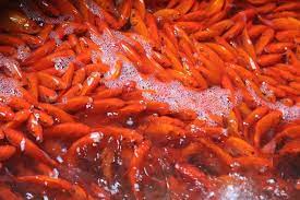 We did not find results for: Cach ChÄƒm Soc Ca Chep Vang Ä'Æ¡n Giáº£n Ä'Æ°a Tao Vá» Trá»i Agri Vn