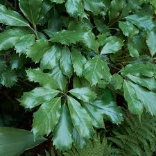 Image result for Aucuba