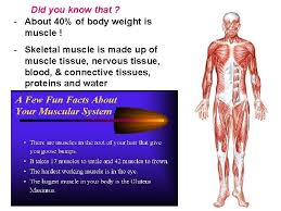 Broadly considered, human muscle—like the muscles of all vertebrates—is often divided into striated muscle, smooth muscle, and cardiac muscle. Ch 8 Muscular System Did You Know That