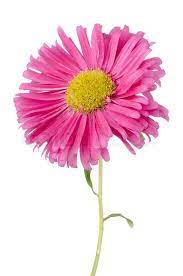 Pink daisy flower stock photos and images (48,757). Pink Daisy Flower Stock Image Colourbox