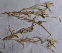 Image result for Dicoma tomentosa