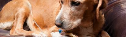 Dog Chemotherapy Injections Pills Riverview Animal Hospital