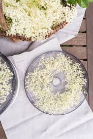 Holunderernte Holunderblutenlikor Fur Den Sommer Und Tee Aus Holunderbluten Fur Den Winter Leelah Loves Holunder Holunderbluten Rezepte Dorrautomat
