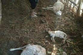 Macan tutul muda yang disebut turun gunung ke pemukiman warga dan menyantap ternak berhasil dibius dan dievakuasi petugas untuk kemudian telah masuk seekor satwa macan tutul yang diperkirakan masuk dan terperangkap dalam kandang unggas pada malam hari sebelumnya, dan. Macan Tutul Gunung Lawu Masuk Permukiman Terkam 8 Ekor Kambing