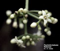 Image result for Psychotria heterosticta
