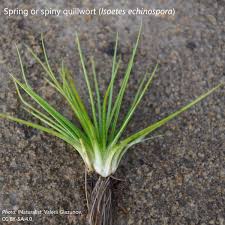 Image result for Isoetes