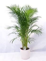 Areca palms are plants with gorgeous long, feathery fronds that demand a lot of care and attention. Chrysalidocarpus Lutescens Pflanzen Areca Palme Pflanzenschaukel
