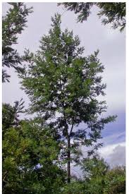 Image result for Pycnostachys ruandensis