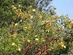 Image result for Hypericum quartinianum