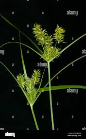 Image result for Cyperaceae