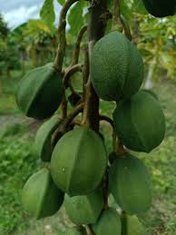 Image result for Vasconcellea pubescens