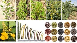 Image result for Vigna umbellata
