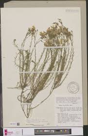 Image result for Securidaca welwitschii