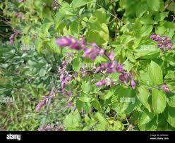 Image result for Ocimum labiatum