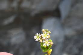 Image result for Polycarpon