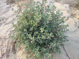 Image result for Suaeda vermiculata