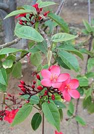 Image result for Jatropha botswanica