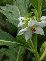 Image result for Solanum macrocarpon