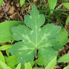 Image result for Hydrophyllaceae