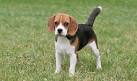 Top 15 Unbelievable Beagle cross breeds - Dogmal