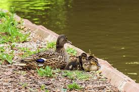 Michelle maurice is the loving wife of paul maurice; A Duck Family By Paul Maurice Duck Family Photographer Maurices